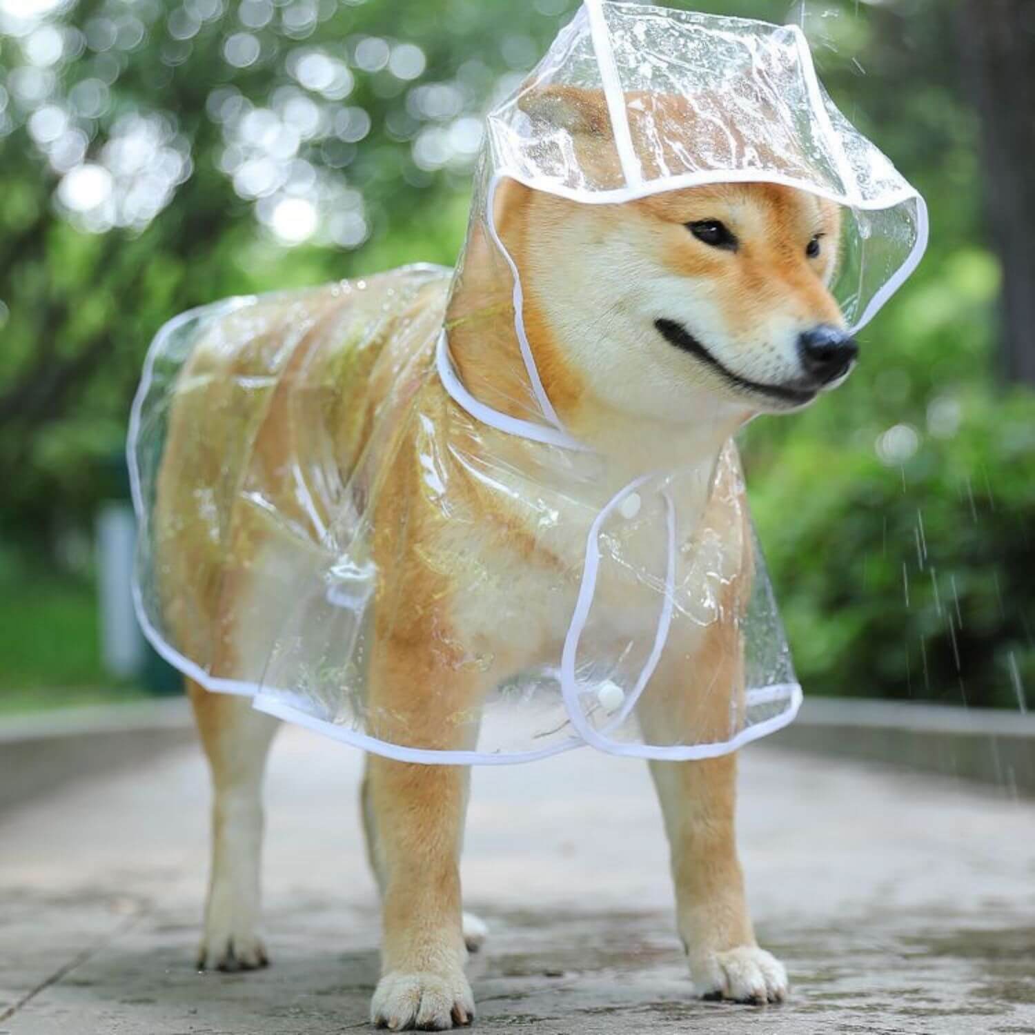 transparante hondenregenjas met lachende shiba inu in regen